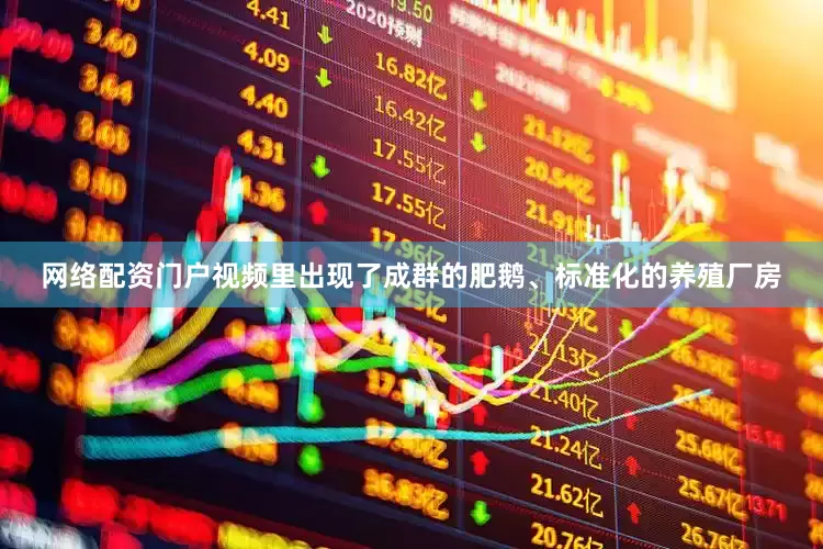 网络配资门户视频里出现了成群的肥鹅、标准化的养殖厂房